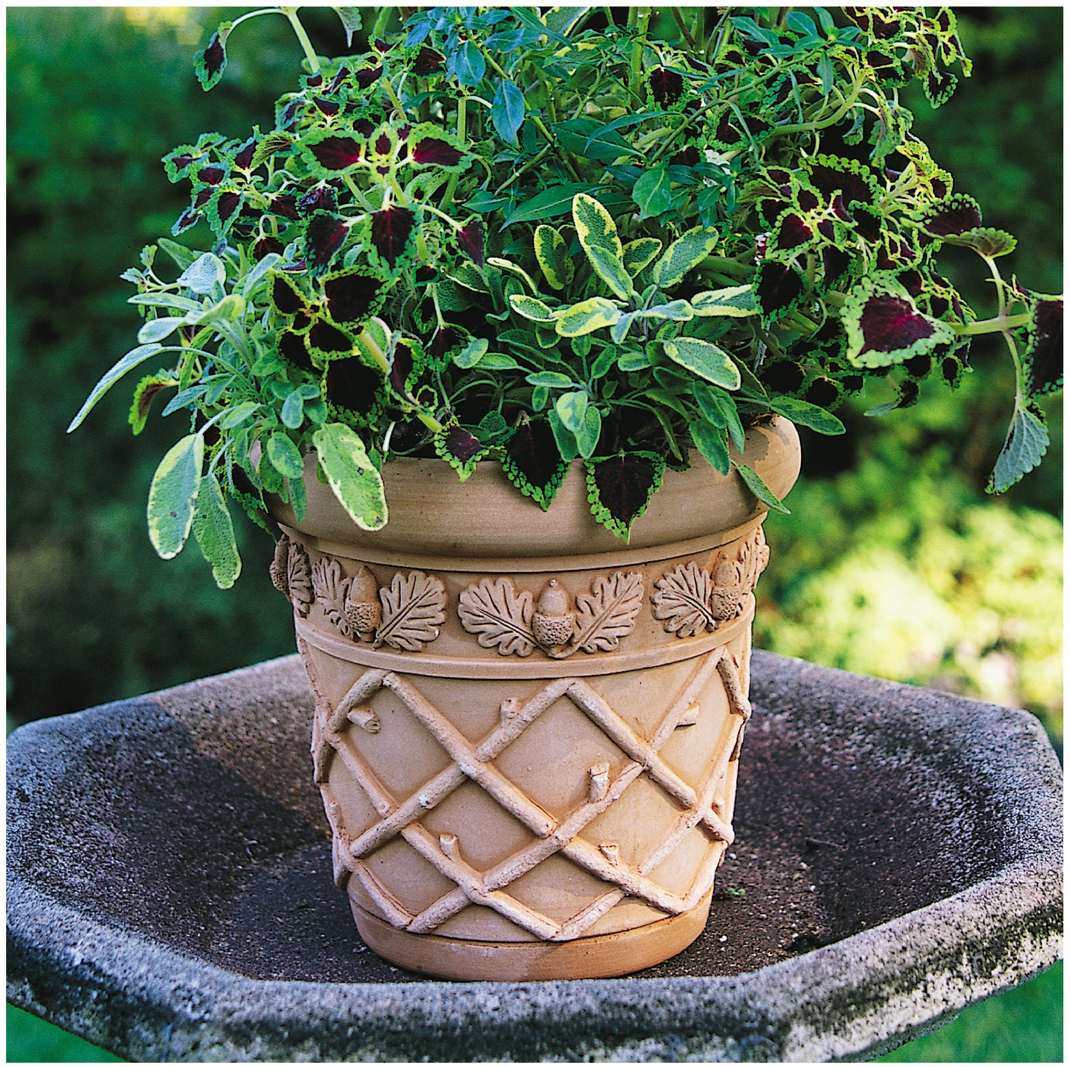 can you plant an acorn in a pot Acorn Pot by Ryan Gainey – Seibert-Rice