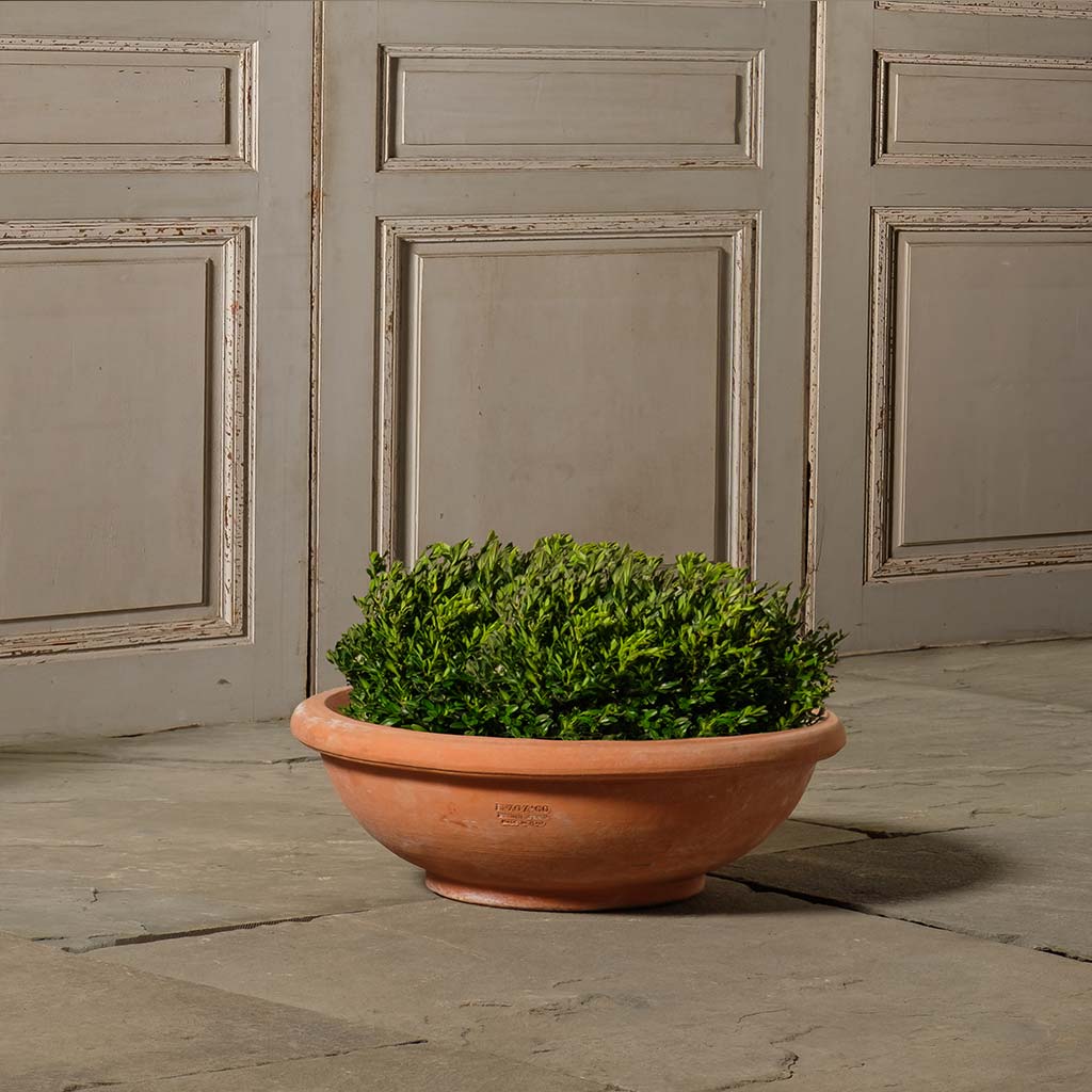 shallow pot planter Shallow Bowl