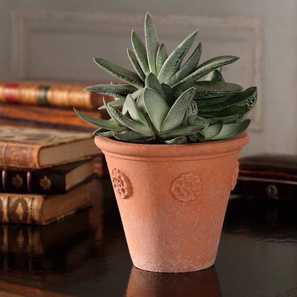 Little Rosette Pot – Seibert-Rice