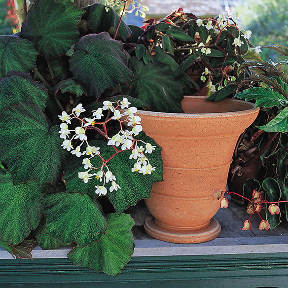 hand thrown terracotta plant pots Hand Thrown Cloche Pot By Bunny Williams