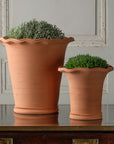 Domenico Planter