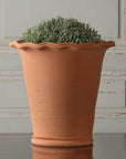 Domenico Planter