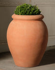 Olive Oil Jars