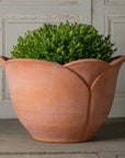 Tulip Planter