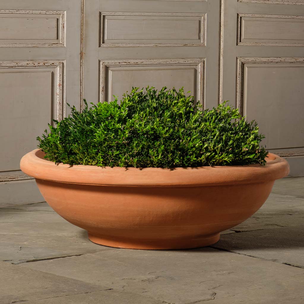 bowl pot plant Shallow Bowl
