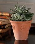 Little Rosette Pot