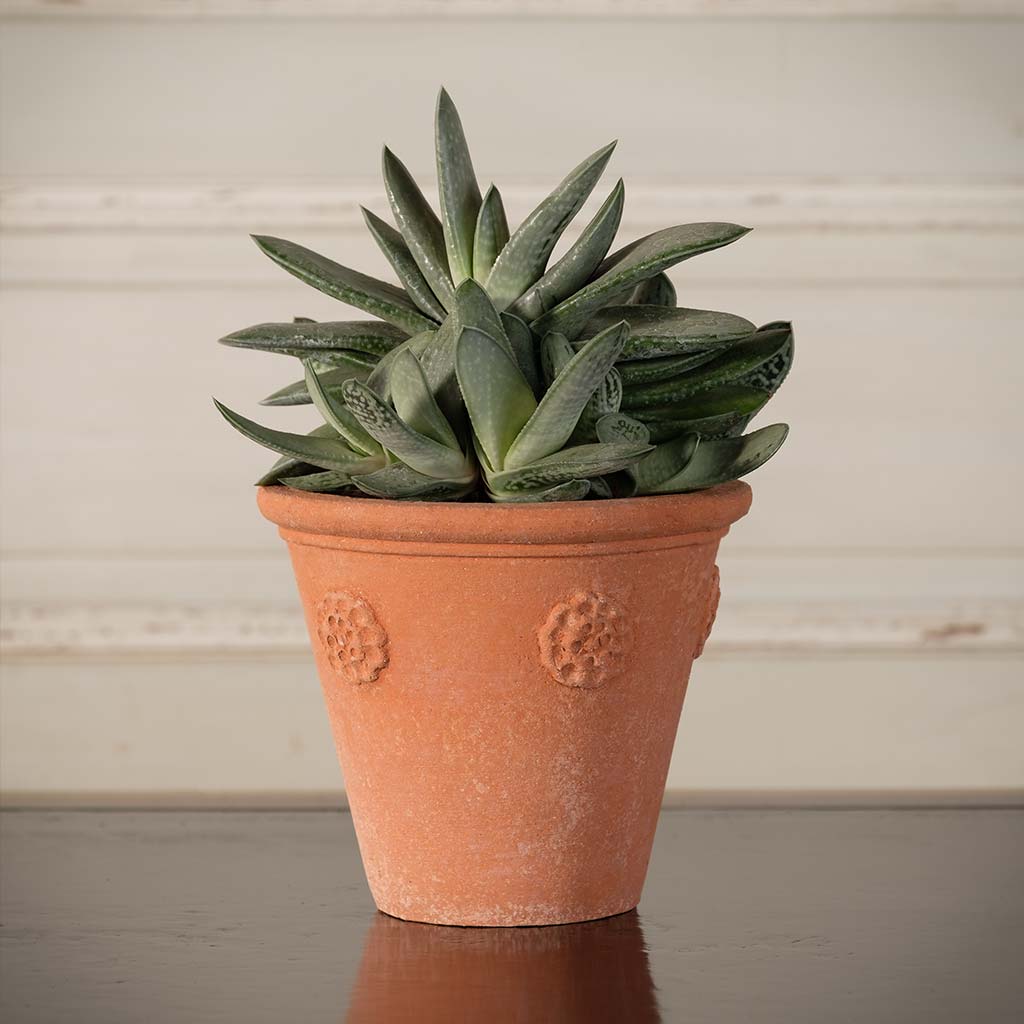 Little Rosette Pot