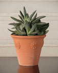 Little Rosette Pot