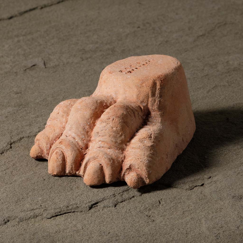 Lion&#39;s Foot