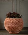 Shell Pot