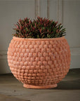 Shell Pot