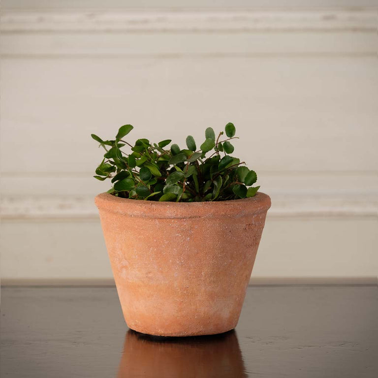Tom Pot – Seibert-Rice
